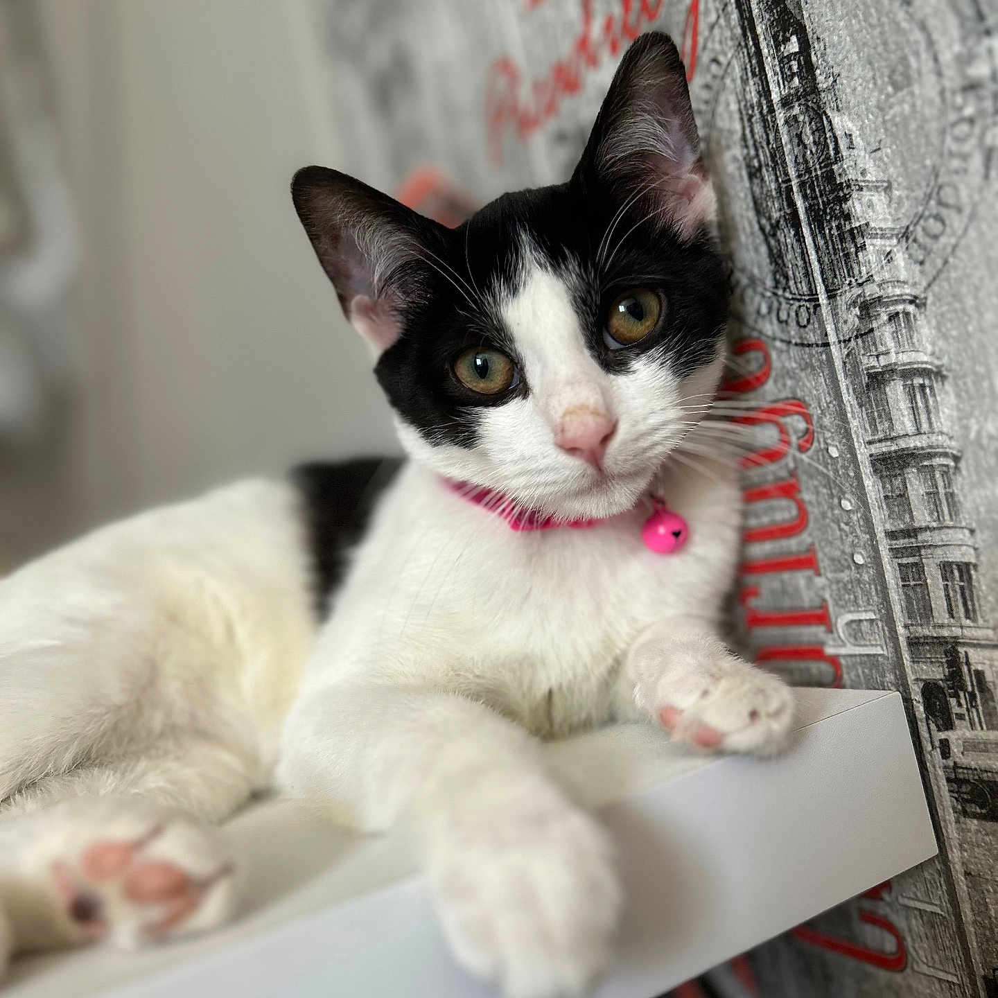 Iris participe au concours pour gagner de l'argent avec cette photo : animal, artistic_background, black_and_white, cat, close_up, collar, curious, domestic, face, fur, indoor, looking_at_camera, paws, pet, pink_bell, portrait, relaxing, table, textured_wall, whiskers