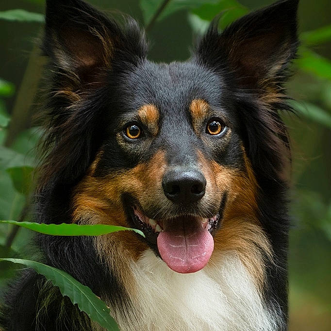 Sherco a rejoint le concours — aidez-le/la à gagner de superbes lots ! art, carnivore, close_up, companion_dog, dog, dog_breed, fur, iris, plant, snout, sporting_group, terrestrial_animal, whiskers, working_animal, working_dog