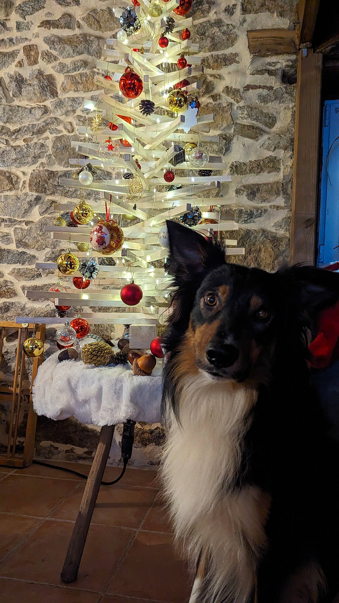 Sherco a rejoint le concours — aidez-le/la à gagner de superbes lots ! canidae, carnivore, collar, companion_dog, dog, dog_breed, dog_collar, dog_supply, door, event, flooring, fur, herding_dog, holiday, interior_design, ornament, snout, sporting_group, tree, whiskers