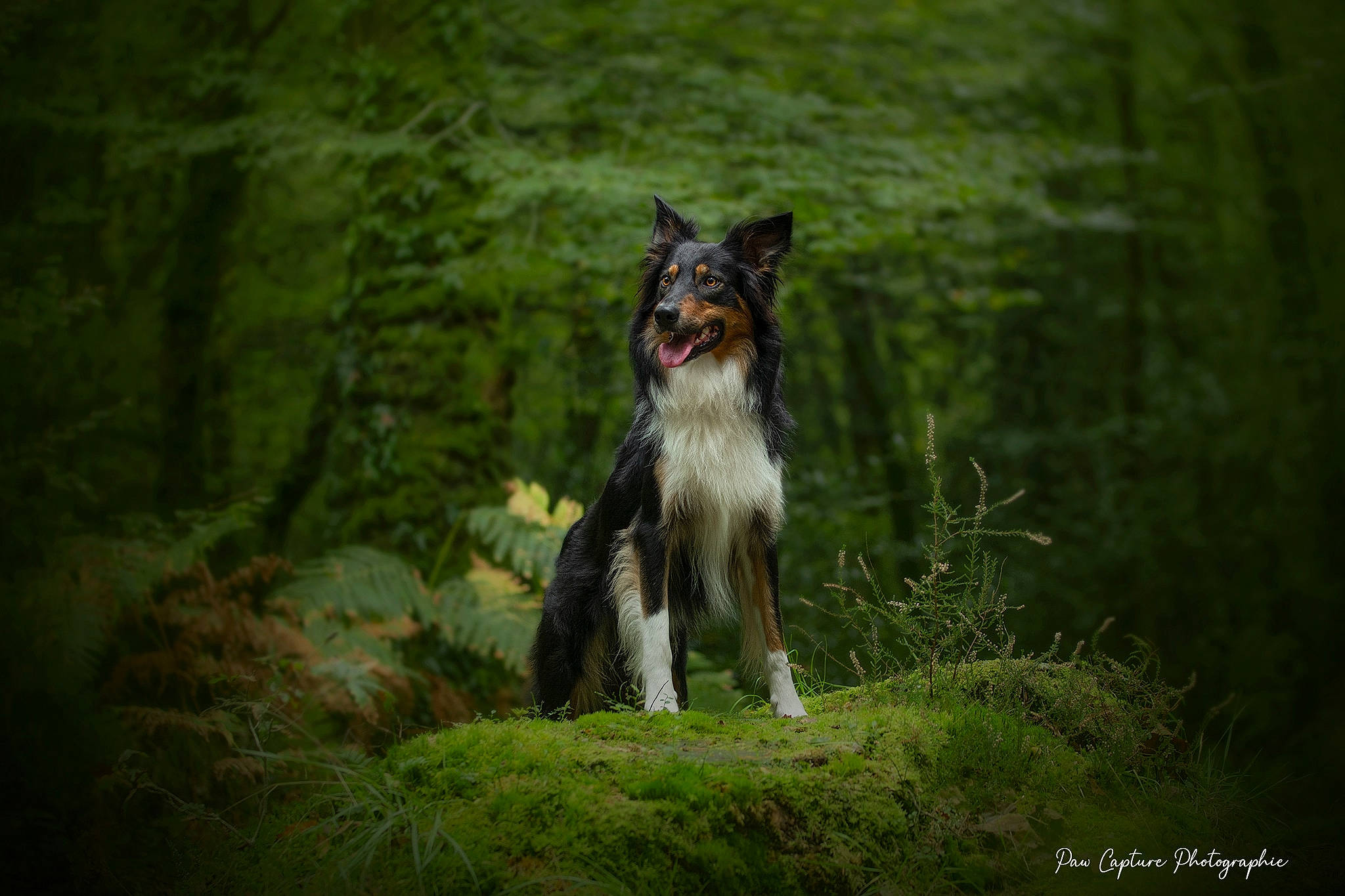 Sherco a rejoint le concours — aidez-le/la à gagner de superbes lots ! carnivore, companion_dog, dog, dog_breed, fang, felidae, forest, grass, grassland, jungle, natural_landscape, plant, small_to_medium_sized_cats, tail, terrestrial_animal, tree, whiskers, wildlife, woodland, working_dog