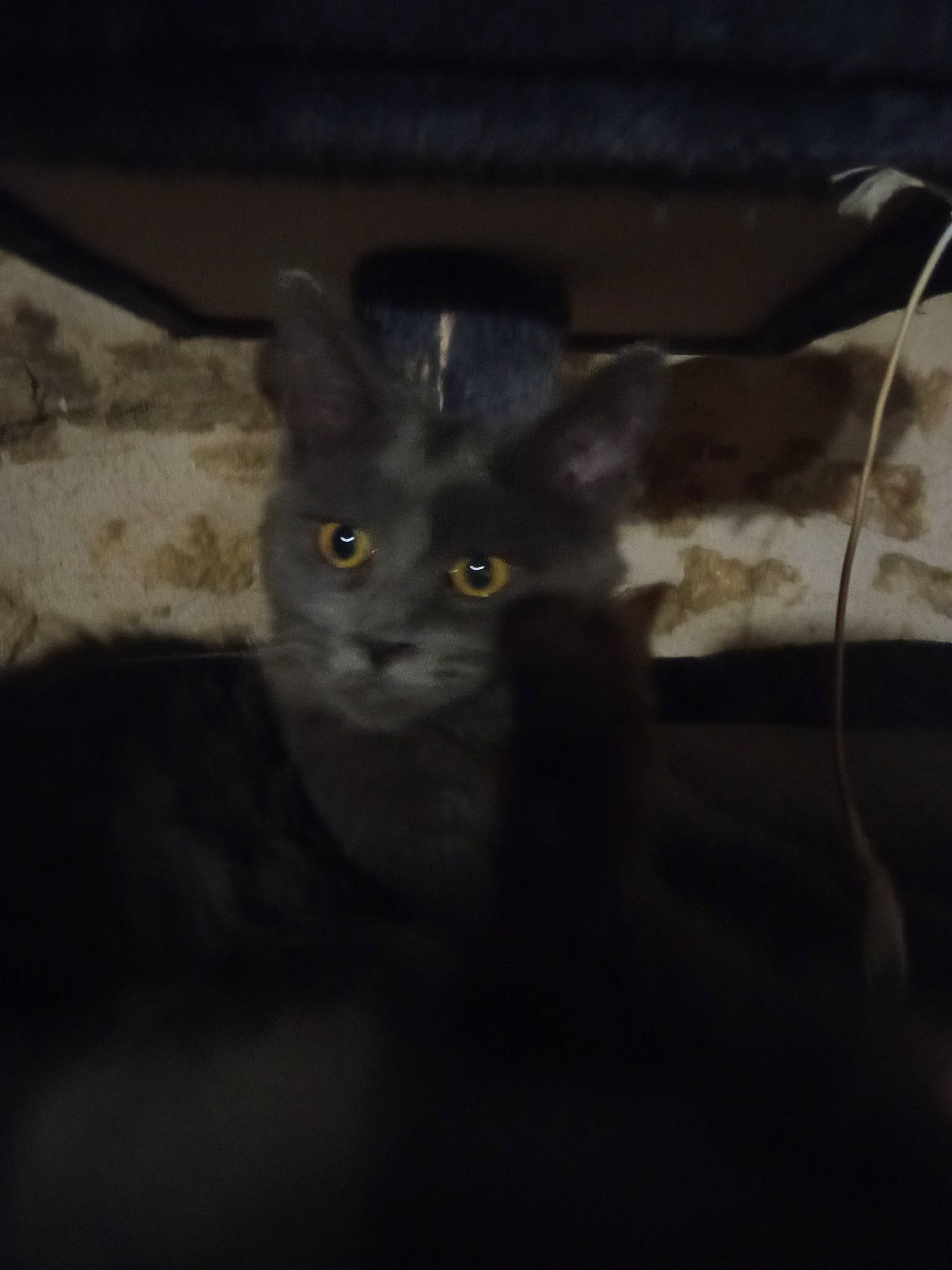 Satine participe au concours pour gagner de l'argent avec cette photo : carnivore, cat, darkness, domestic_short_haired_cat, ear, eye, felidae, fur, grey, night, small_to_medium_sized_cats, tail, terrestrial_animal, whiskers, wildlife, window