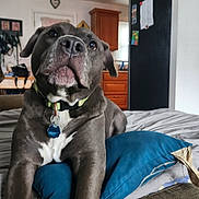 Dmo is registered to the contest to win money with this photo: animal, bed, canine, collar, cozy, curious, dog, domestic, front_legs, furniture, gray_dog, home, indoor, kitchen, living_space, pet, pillow, refrigerator, resting, wooden_cabinets