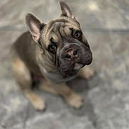 Diesel is registered to the contest to win money with this photo: dog, french_bulldog, puppy, pet, animal, cute, looking_up, ears_up, marble_floor, indoor, brown_fur, portrait, sitting, close_up, adorable, young_dog, canine, friendly, domestic_animal, expressive_eyes