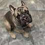 dog, french_bulldog, puppy, pet, animal, cute, looking_up, ears_up, marble_floor, indoor, brown_fur, portrait, sitting, close_up, adorable, young_dog, canine, friendly, domestic_animal, expressive_eyes