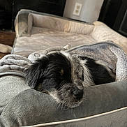 Baxter joined the competition — help win amazing prizes! puppy, dog, sleeping, bed, blanket, cozy, indoor, pet, rest, fur, black_and_white, couch, home, nap, cute, animal, young_dog, soft_texture, relaxation, closeup