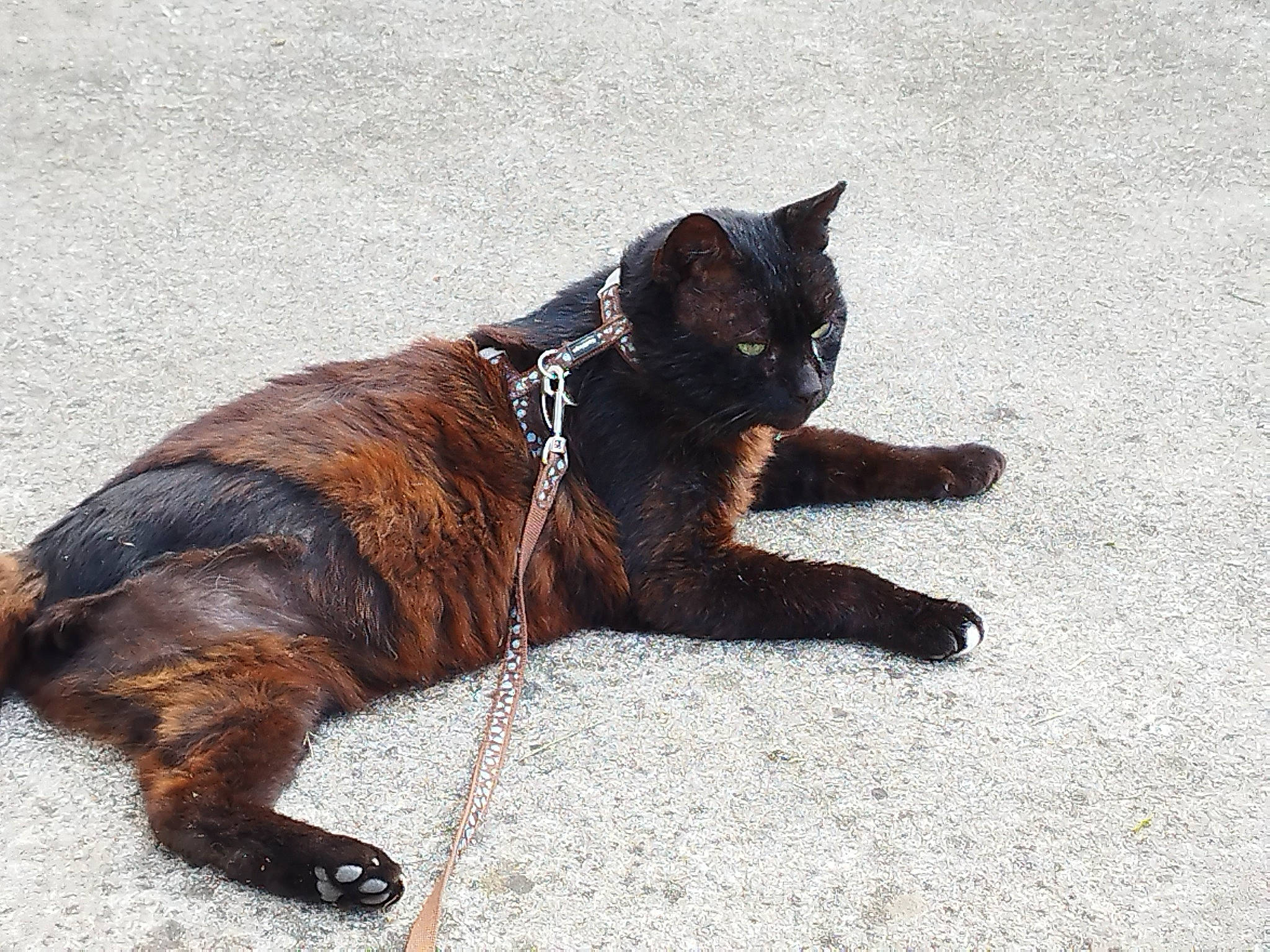 Chaton a rejoint le concours — aidez-le/la à gagner de superbes lots ! black_cat, bombay, canidae, carnivore, cat, claw, collar, dog_breed, domestic_short_haired_cat, felidae, foot, fur, liver, paw, road_surface, small_to_medium_sized_cats, tail, terrestrial_animal, whiskers