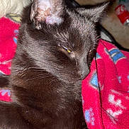 Batman is registered to the contest to win money with this photo: animal, black_cat, blanket, cat, closeup, comfort, cozy, cute, domestic_cat, feline, fur, indoor, pet, red_blanket, relaxed, resting, sleepy, soft, warm, whiskers