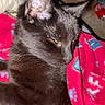 animal, black_cat, blanket, cat, closeup, comfort, cozy, cute, domestic_cat, feline, fur, indoor, pet, red_blanket, relaxed, resting, sleepy, soft, warm, whiskers