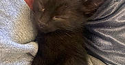 Batman is registered to the contest to win money with this photo: animal, black_cat, closeup, clothing, comfort, cozy, cute, feline, hand, indoor, kitten, lap, napping, person, pet, resting, sleeping, soft, tiny, warm