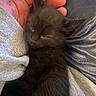 Batman is registered to the contest to win money with this photo: kitten, black_cat, sleeping, hand, person, lap, clothing, cozy, cute, pet, animal, feline, resting, indoor, soft, warm, tiny, comfort, closeup, napping