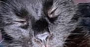 Batman is registered to the contest to win money with this photo: cat, black_cat, close_up, sleeping, feline, whiskers, fur, domestic_animal, pet, cozy, indoor, face, nose, ear, animal, mammal, cute, relaxed, resting, portrait