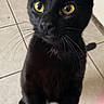 Batman is registered to the contest to win money with this photo: cat, black_cat, yellow_eyes, curious, pet, indoor, tile_floor, whiskers, ears, tail, close_up, animal, domestic_cat, feline, looking_up, household, cute, playful, young_cat, attention_seeking