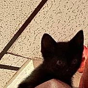 Batman is registered to the contest to win money with this photo: black_kitten, cat, pet, shoulder, indoors, ceiling, person, animal, feline, cute, furry, ears, eyes, close_up, blurry, dim_lighting, mystery, companion, soft, domestic