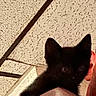 animal, black_kitten, blurry, cat, ceiling, close_up, companion, cute, dim_lighting, domestic, ears, eyes, feline, furry, indoors, mystery, person, pet, shoulder, soft