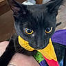 animal, big_eyes, black_cat, cat, close_up, colorful_scarf, curious, cute, domestic_cat, face, fur, human_arm, indoor, looking, pet, purple_fabric, tattoo, whiskers, wooden_table, yellow_scarf