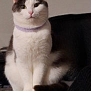 Caline participe au concours pour gagner de l'argent avec cette photo : cat, feline, pet, indoor, collar, white, gray, sitting, marble_surface, fur, whiskers, ears, face, animal, cute, domestic, portrait, looking, relaxed, cozy