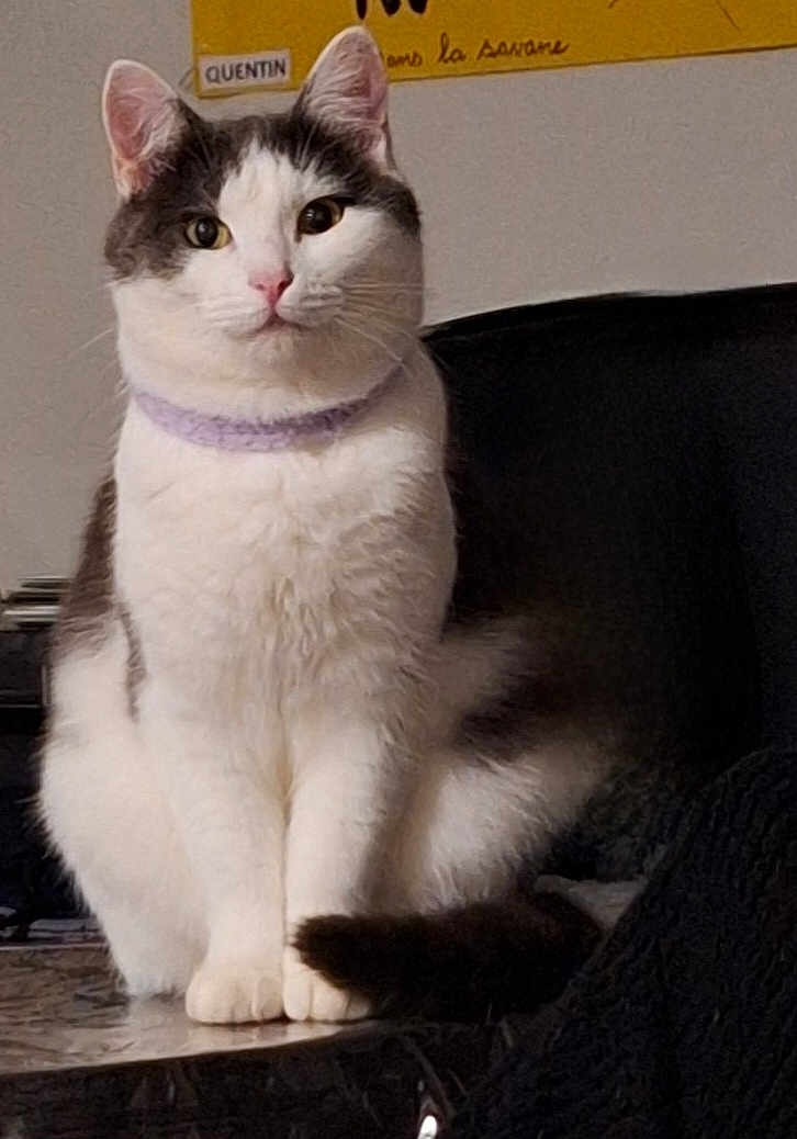 Caline participe au concours pour gagner de l'argent avec cette photo : cat, feline, pet, indoor, collar, white, gray, sitting, marble_surface, fur, whiskers, ears, face, animal, cute, domestic, portrait, looking, relaxed, cozy