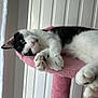 animal, black_and_white, cat, cat_tree, closeup, cozy, cute, feline, fur, green_eyes, indoor, lazy, paws, pet, pink, portrait, relaxed, resting, soft, whiskers