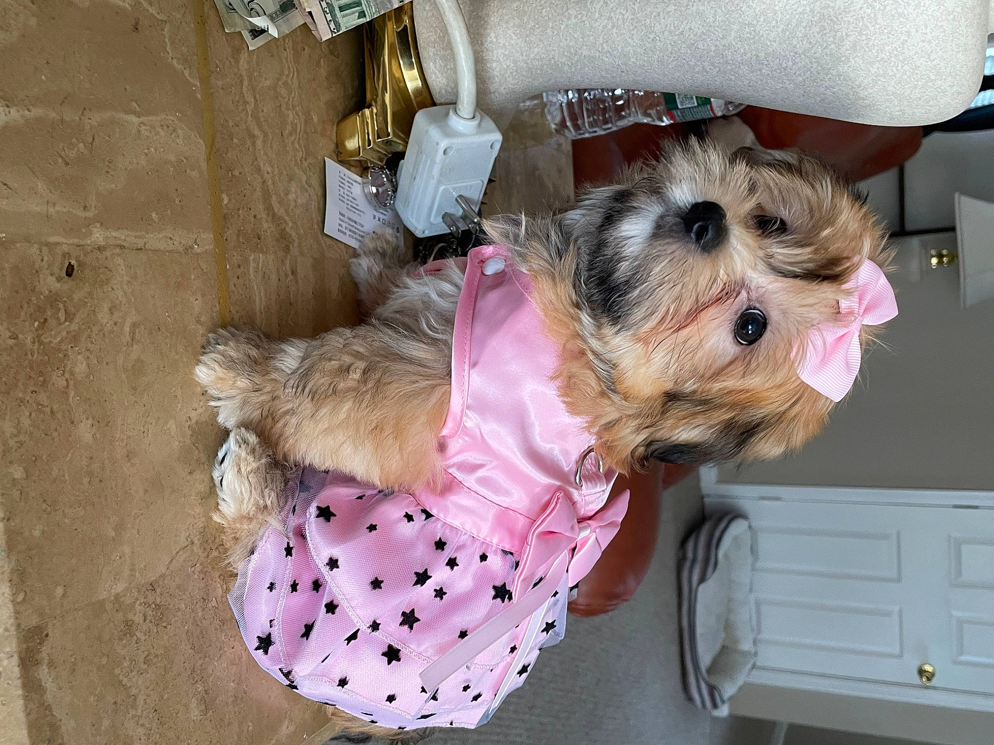 Summer joined the competition — help win amazing prizes! canidae, carnivore, collar, companion_dog, dog, dog_breed, dog_clothes, dog_supply, drawer, fawn, fur, pattern, pet_supply, pink, small_terrier, snout, sporting_group, terrier, toy_dog, working_animal