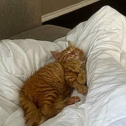 Bingo joined the competition — help win amazing prizes! cat, kitten, orange_tabby, sleeping, cozy, white_comforter, indoor, pet, fur, cute, resting, relaxed, animal, paw, bedroom, soft, nap, adorable, fluffy, domestic_cat