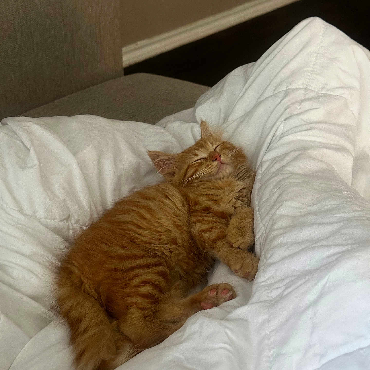 Bingo joined the competition — help win amazing prizes! cat, kitten, orange_tabby, sleeping, cozy, white_comforter, indoor, pet, fur, cute, resting, relaxed, animal, paw, bedroom, soft, nap, adorable, fluffy, domestic_cat