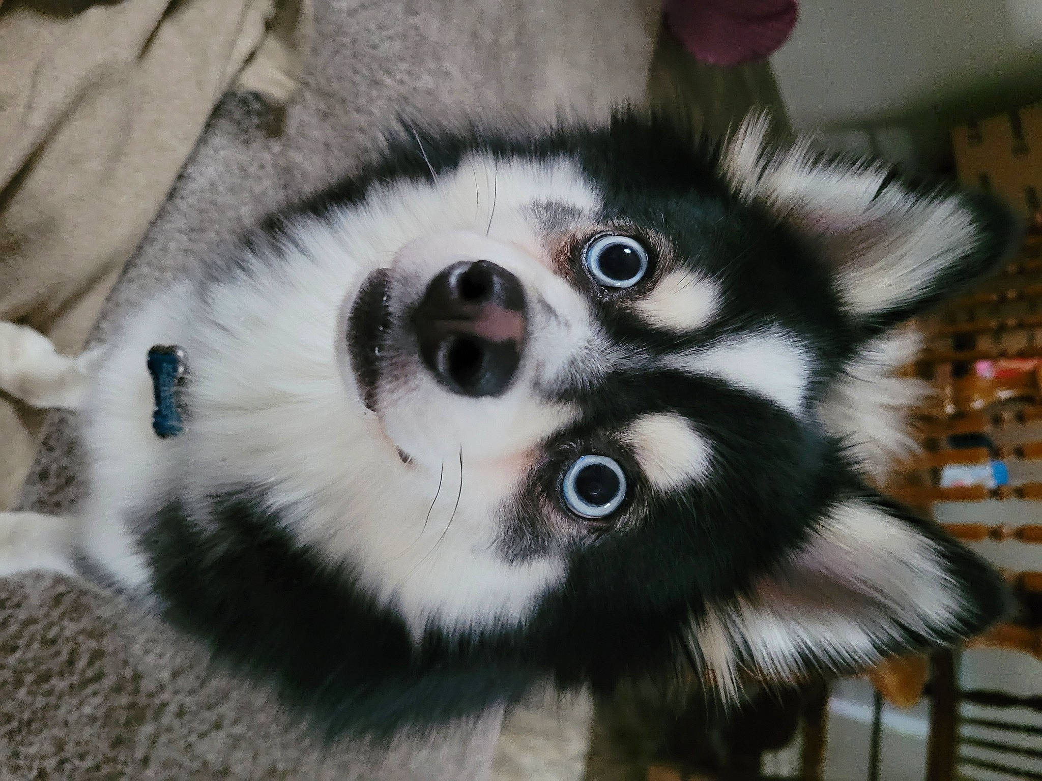 Skye joined the competition — help win amazing prizes! canidae, carnivore, close_up, companion_dog, dog, dog_breed, dog_supply, fawn, fur, non_sporting_group, pet_supply, snout, sporting_group, terrestrial_animal, toy_dog, volpino_italiano, whiskers, wildlife, working_animal