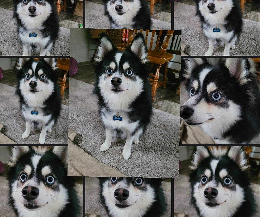 Skye is registered to the contest to win money with this photo: art, black, carnivore, companion_dog, dog, dog_breed, dog_supply, fur, green, mammal, organ, organism, photograph, sharing, snapshot, snout, terrestrial_animal, vertebrate, white, working_animal