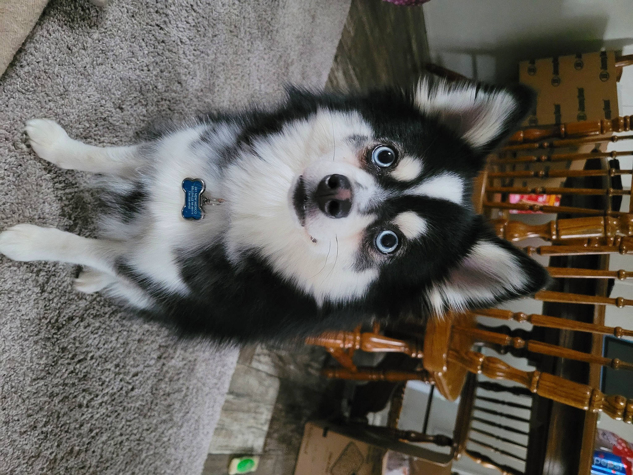 Skye is registered to the contest to win money with this photo: canidae, canis, carnivore, companion_dog, dog, dog_breed, electric_blue, fur, non_sporting_group, snout, sporting_group, working_animal