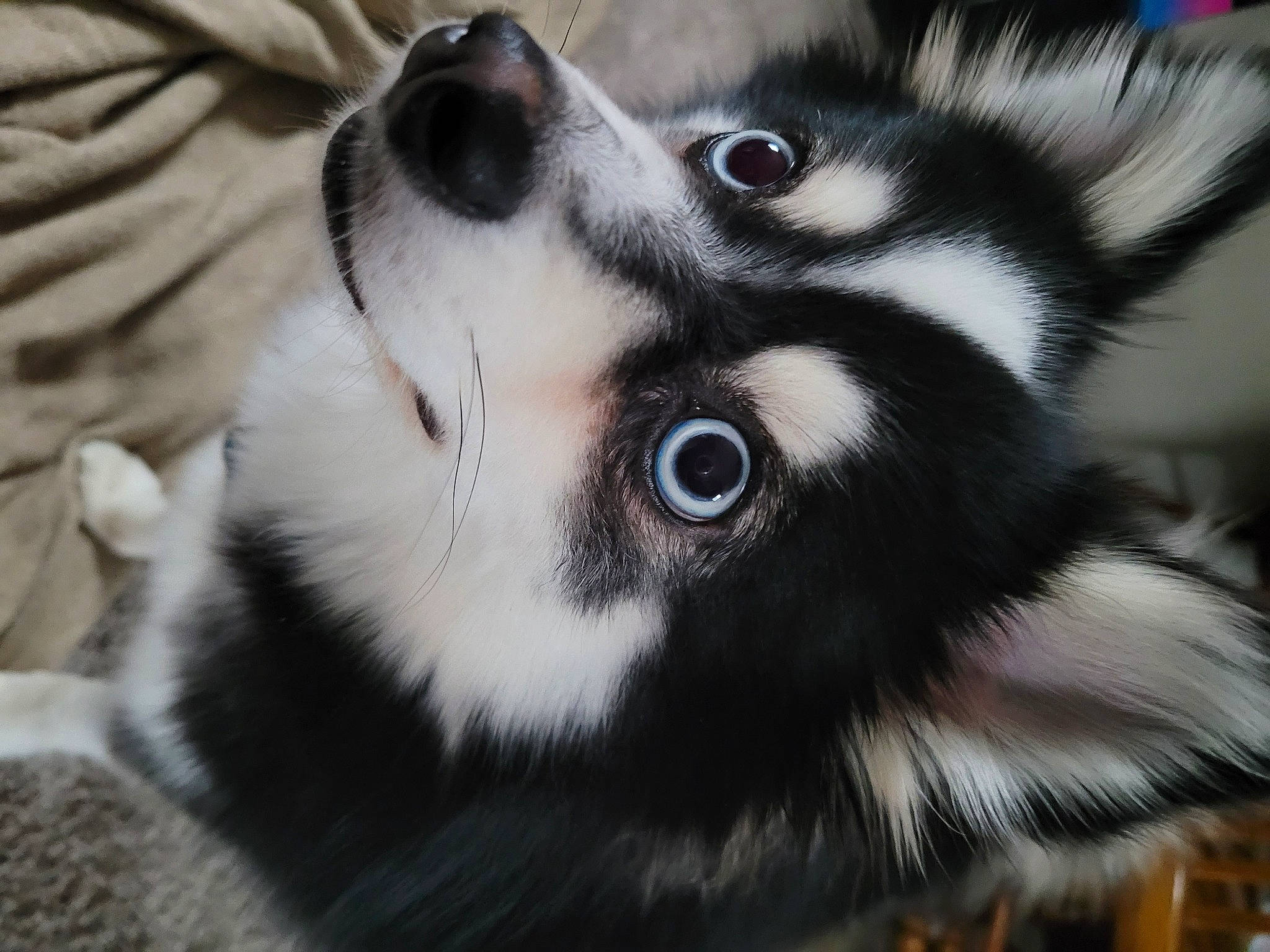 Skye joined the competition — help win amazing prizes! canidae, carnivore, close_up, companion_dog, dog, dog_breed, ear, eye, eyebrow, eyelash, fawn, fur, head, non_sporting_group, snout, sporting_group, terrestrial_animal, toy_dog, whiskers, wildlife