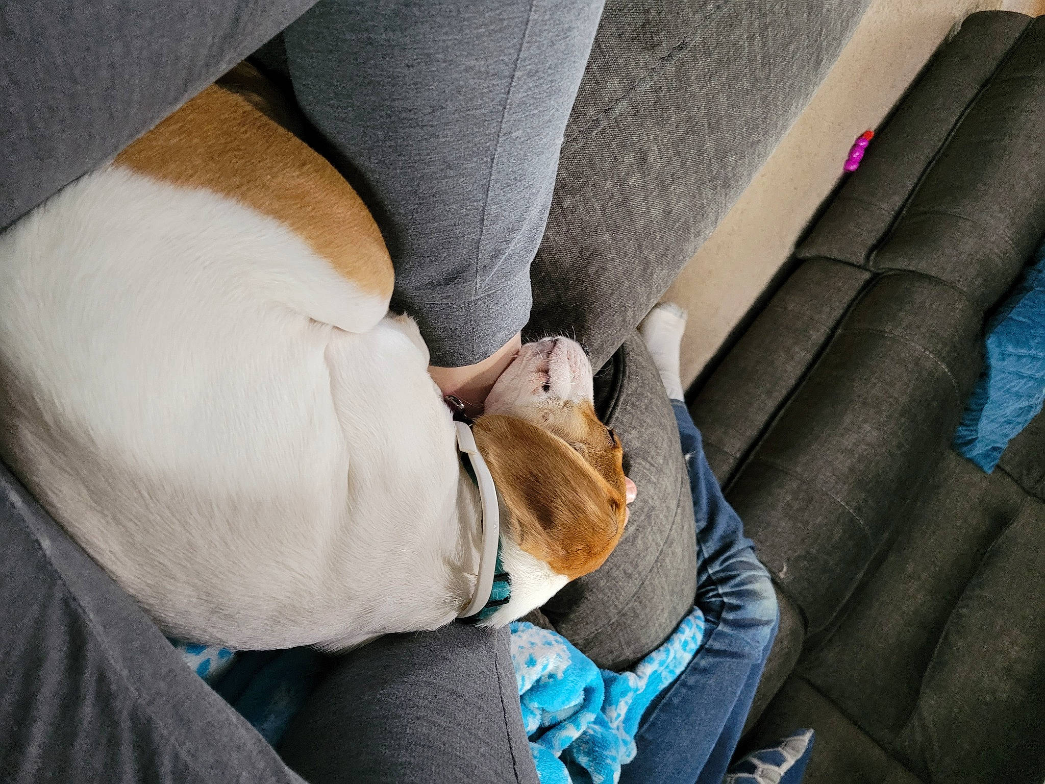 Holly is registered to the contest to win money with this photo: auto_part, bag, car_seat, comfort, electric_blue, fur, gesture, human_leg, knee, linens, nail, nap, seat_belt, sitting, textile, thumb, vehicle_door, wrist