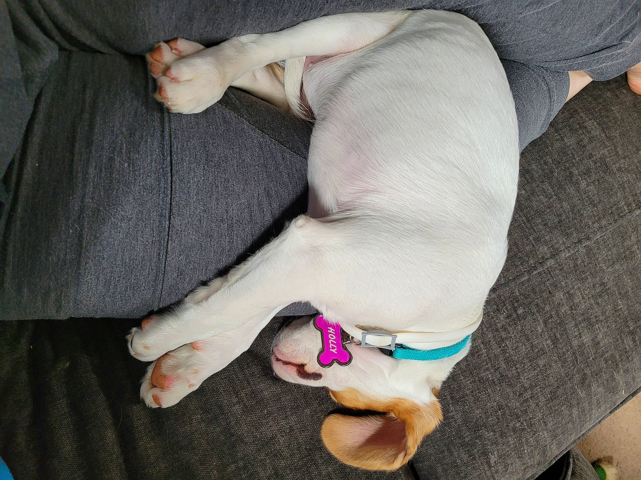 Holly is registered to the contest to win money with this photo: carnivore, comfort, companion_dog, dog, dog_breed, ear, fawn, finger, foot, gesture, hand, human_leg, knee, lap, nail, tail, thigh, thumb, trunk, wrist