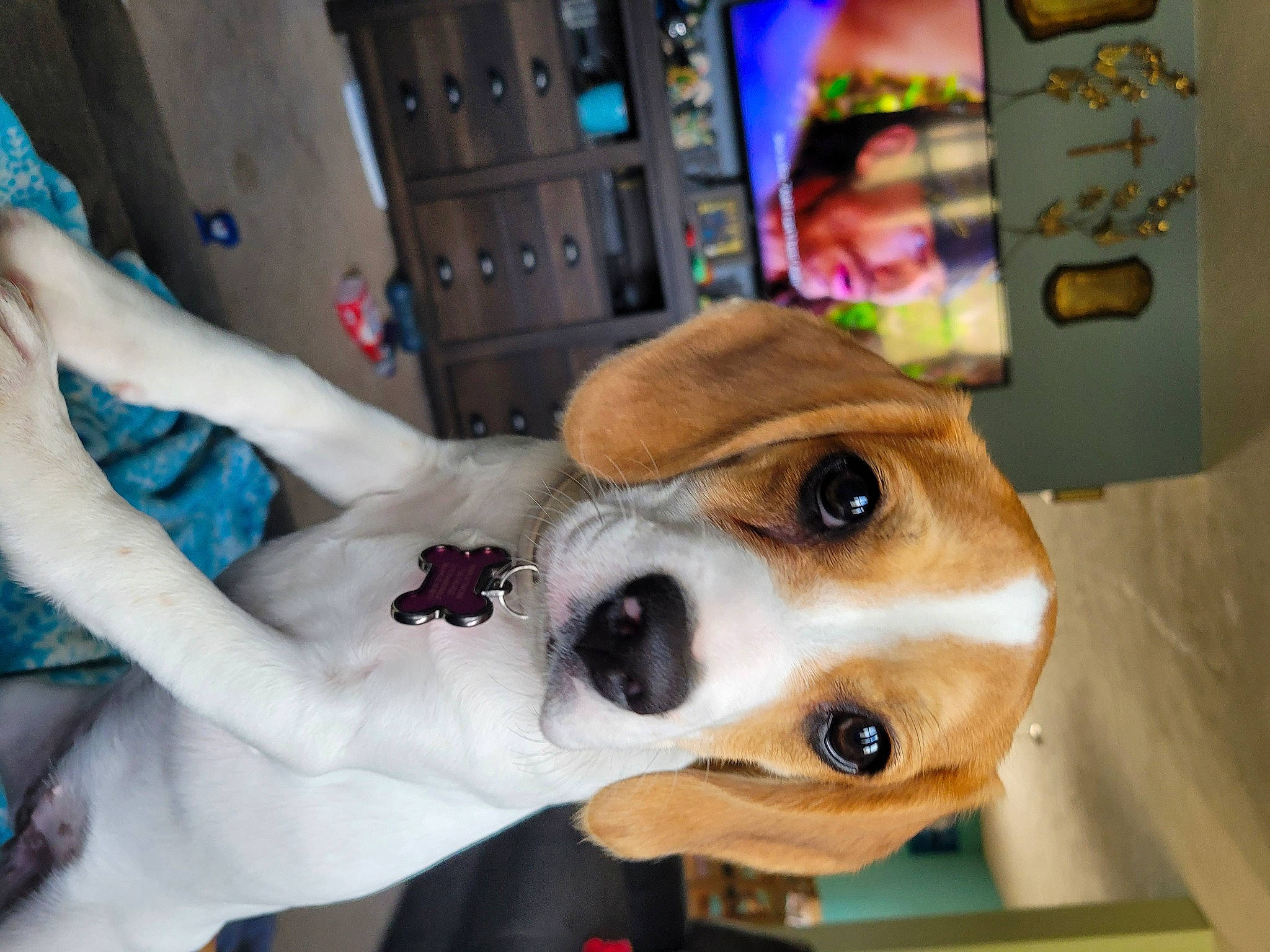 Holly joined the competition — help win amazing prizes! canidae, carnivore, collar, companion_dog, dog, dog_breed, dog_supply, ear, eyewear, fawn, fur, hat, machine, paw, puppy_love, snapshot, snout, sporting_group, whiskers, working_animal