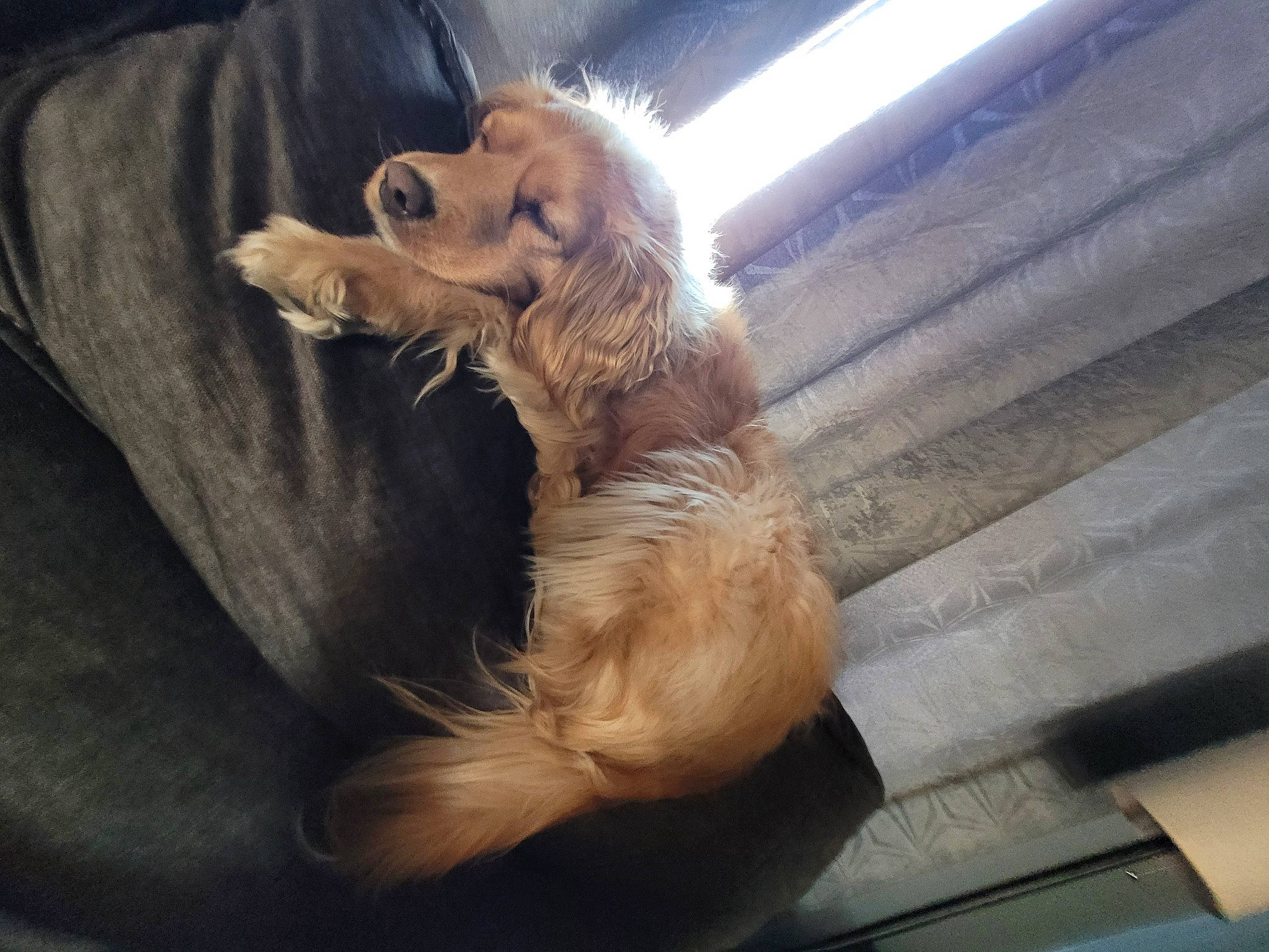 Bella is registered to the contest to win money with this photo: canidae, carnivore, cocker_spaniel, companion_dog, dog, dog_breed, ear, fawn, fur, liver, paw, retriever, snout, spaniel, sporting_group, tail, terrier, toy_dog, whiskers, wood