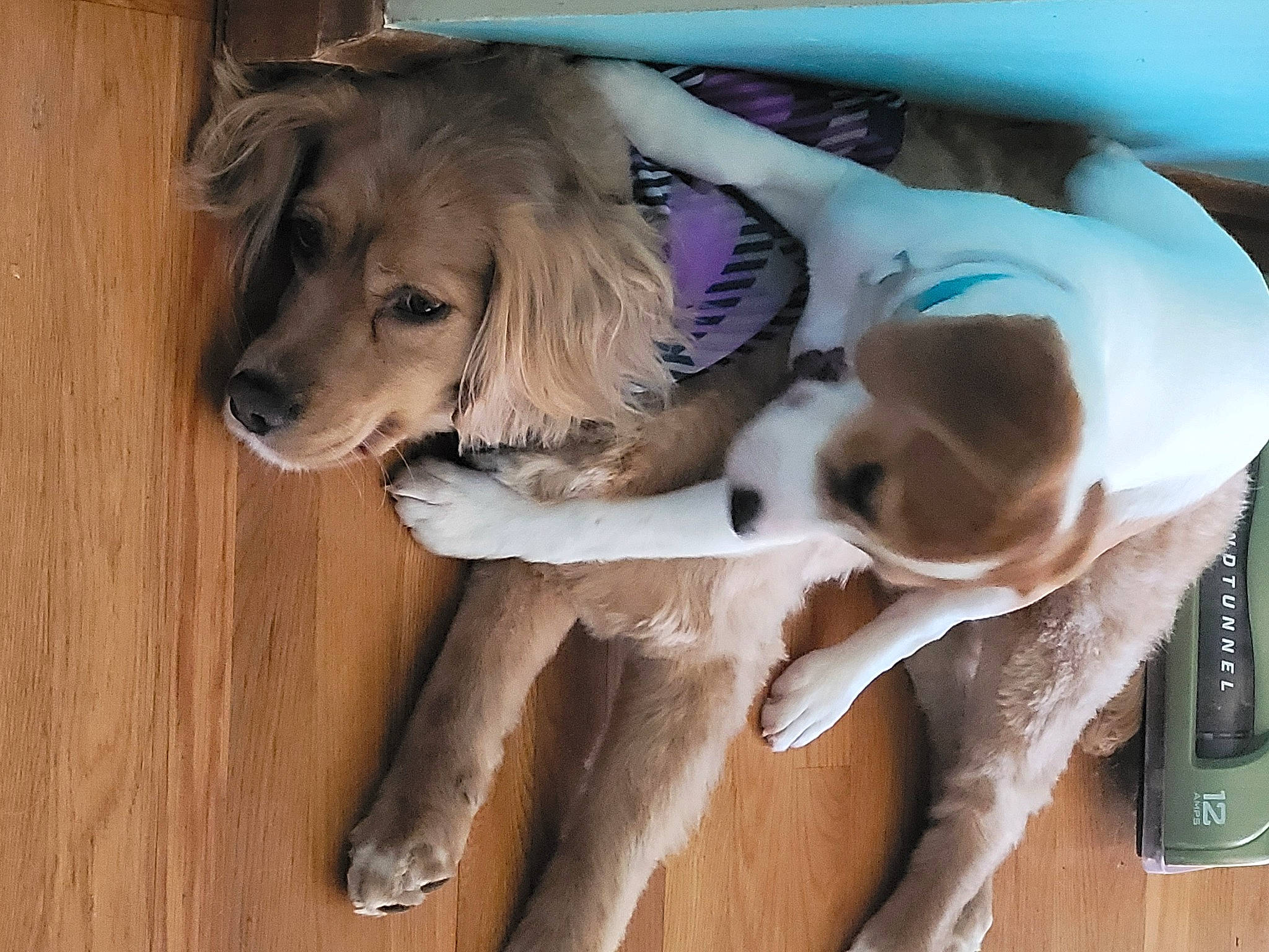 Bella joined the competition — help win amazing prizes! ball, canidae, carnivore, companion_dog, dog, dog_breed, dog_collar, dog_supply, door, fawn, fur, gun_dog, happy, hardwood, retriever, sporting_group, tree, wood, working_animal