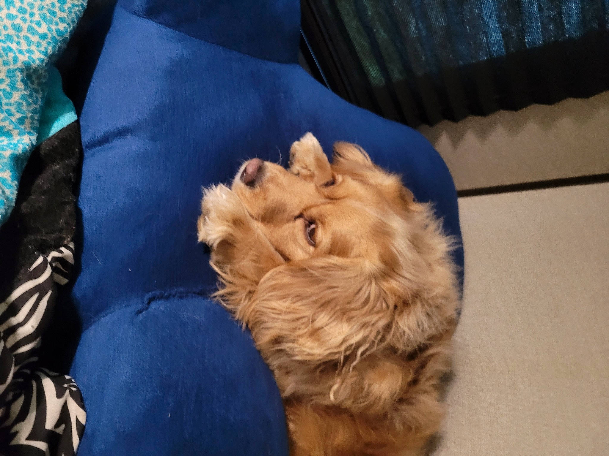 Bella joined the competition — help win amazing prizes! canidae, carnivore, comfort, companion_dog, dog, dog_breed, dog_supply, fawn, felidae, fur, liver, paw, puppy, small_terrier, snout, sporting_group, terrier, toy_dog, working_animal, yorkipoo