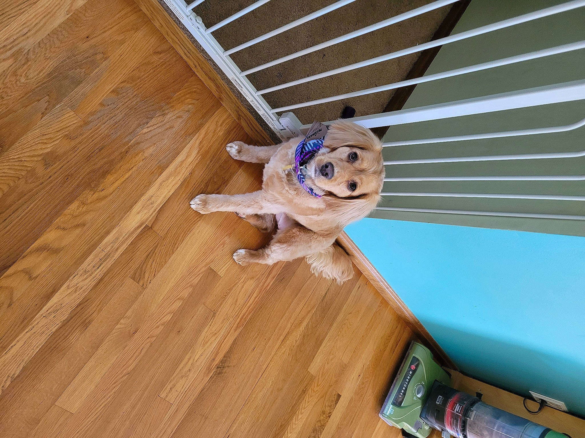 Bella is registered to the contest to win money with this photo: carnivore, companion_dog, dog, dog_breed, electric_blue, fawn, floor, flooring, hardwood, laminate_flooring, line, plank, plywood, sporting_group, stairs, toy, varnish, wood, wood_flooring, wood_stain