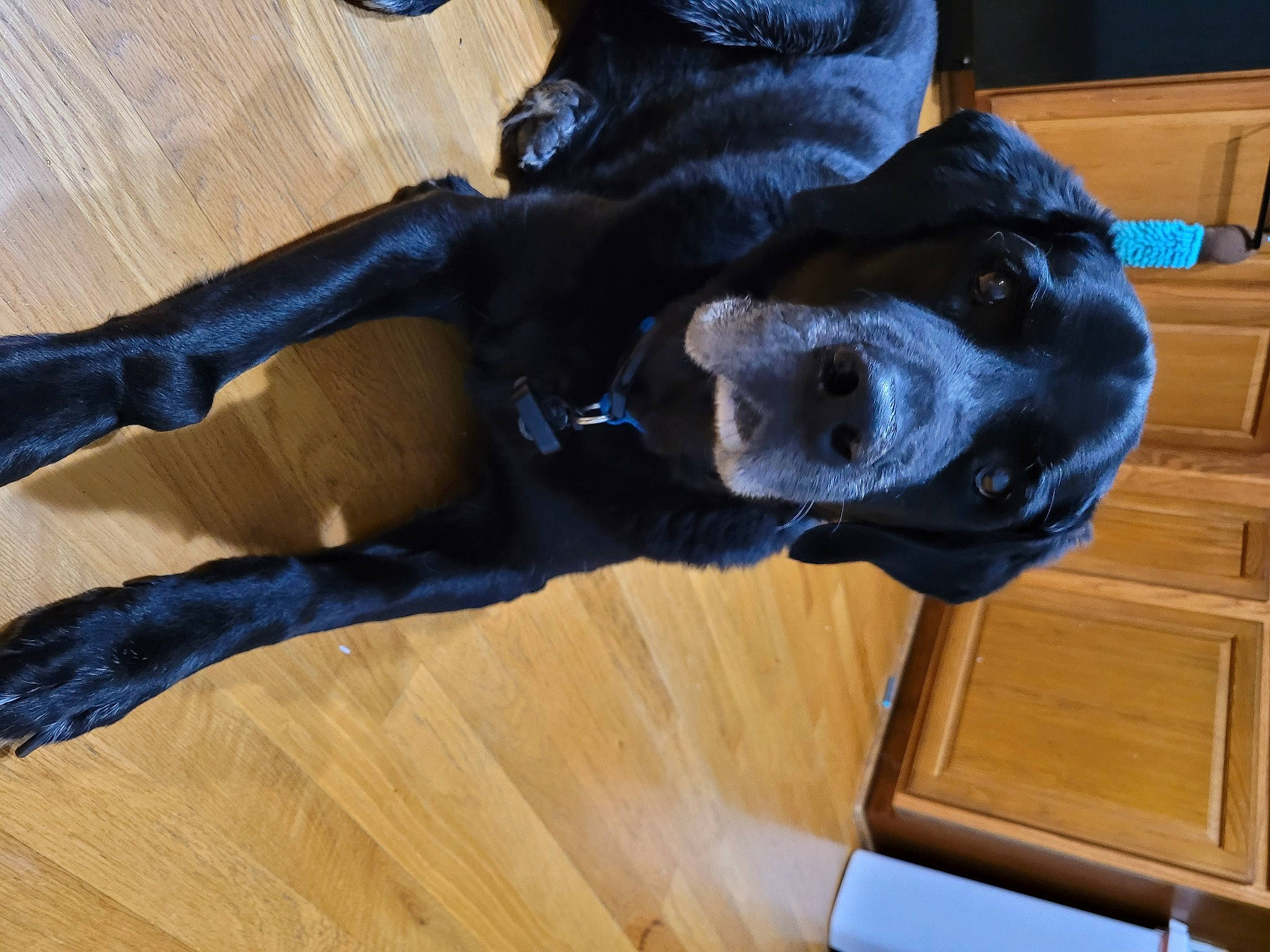 Oreo joined the competition — help win amazing prizes! canidae, carnivore, collar, companion_dog, dog, dog_breed, dog_collar, electric_blue, fawn, flooring, fur, guard_dog, hardwood, snout, sporting_group, tail, varnish, wood, wood_stain, working_animal