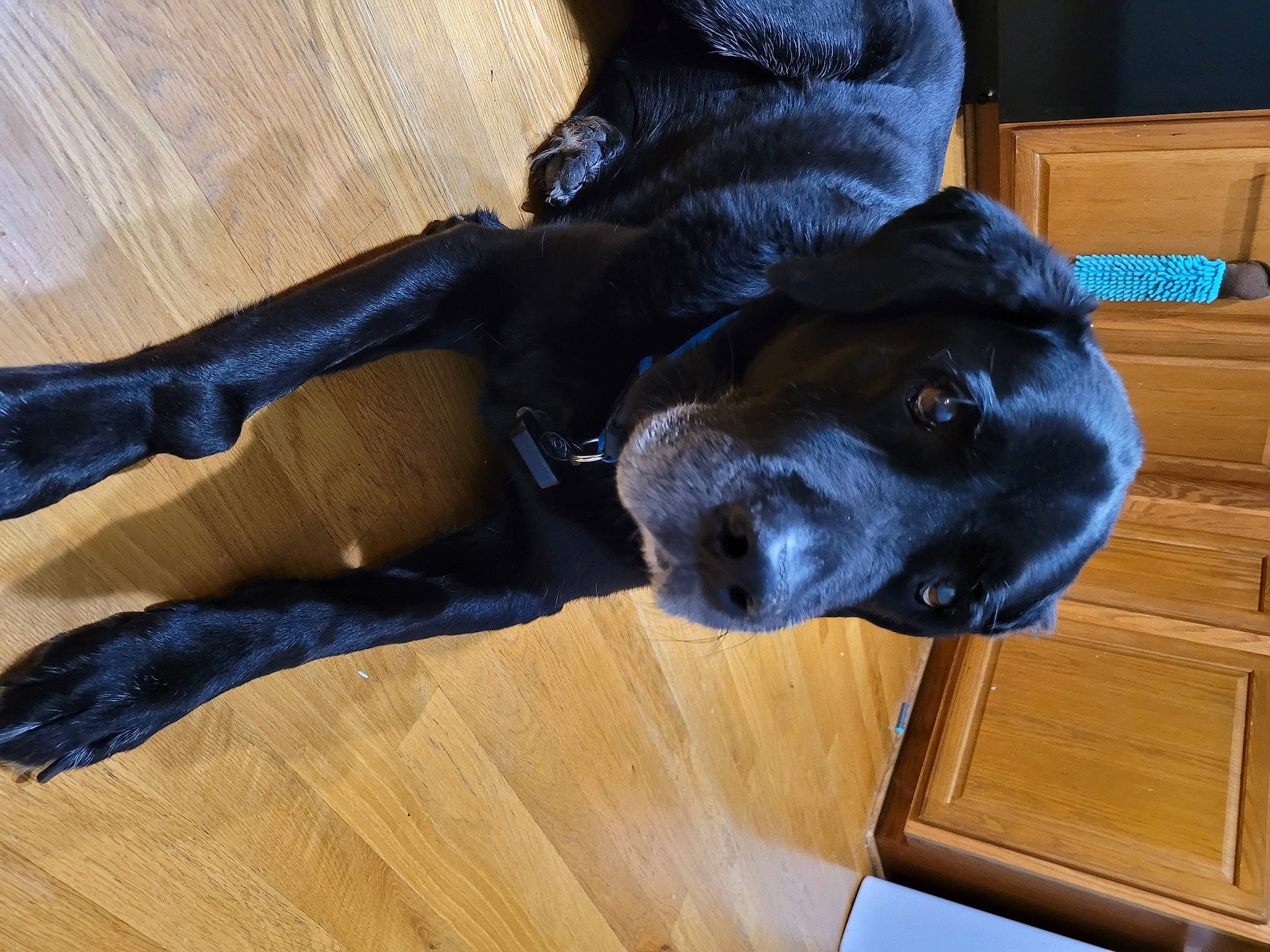 Oreo joined the competition — help win amazing prizes! borador, carnivore, comfort, companion_dog, dog, dog_breed, dog_collar, electric_blue, fawn, flooring, fur, hardwood, laminate_flooring, liver, shipping_box, snout, varnish, wood, wood_stain, working_animal