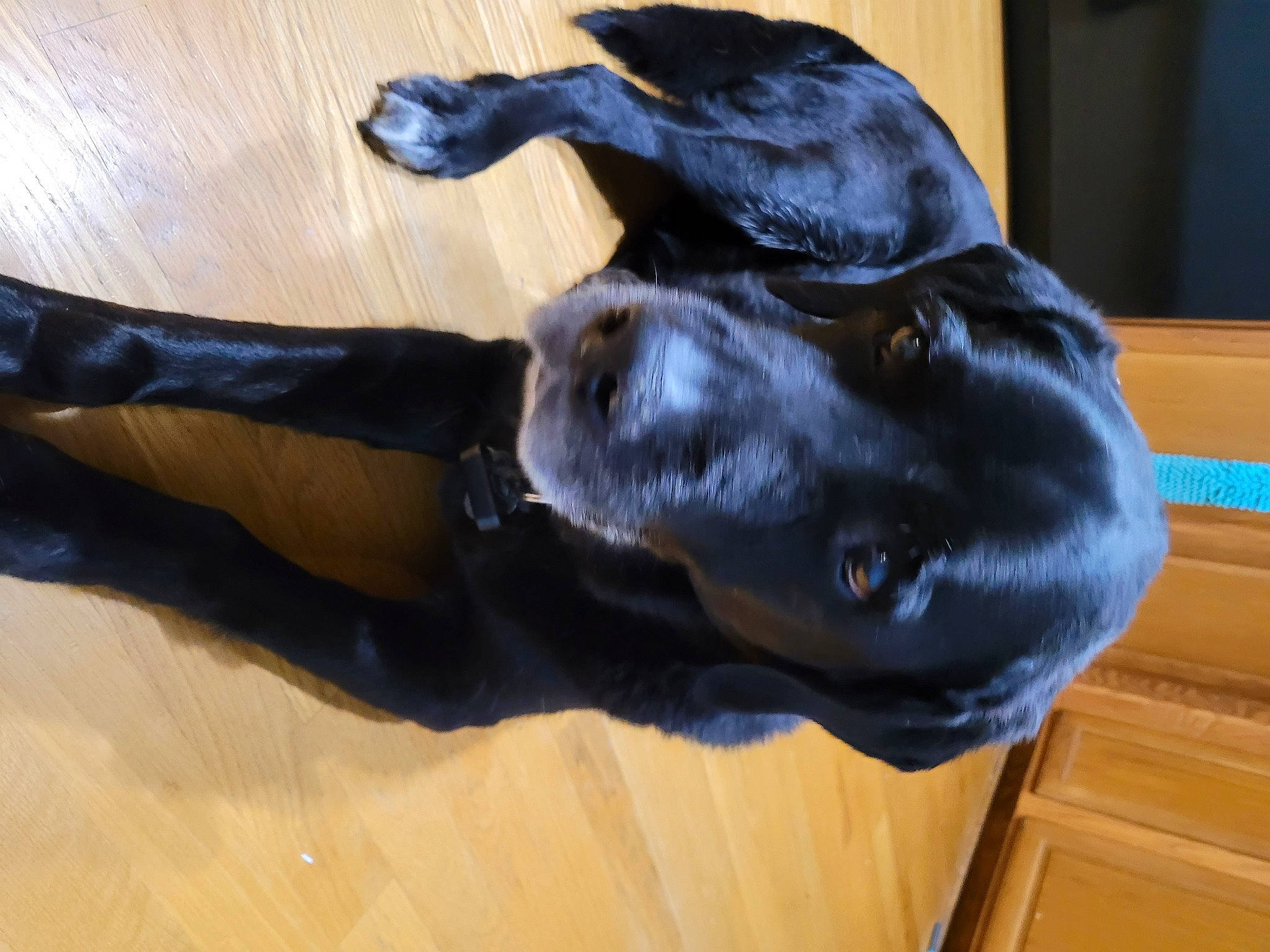 Oreo joined the competition — help win amazing prizes! carnivore, comfort, companion_dog, dog, dog_breed, ear, fawn, flooring, guard_dog, hardwood, laminate_flooring, liver, mammal, snout, sporting_group, tail, vertebrate, wood, wood_flooring, wood_stain