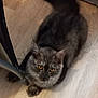 Ambre a rejoint le concours — aidez-le/la à gagner de superbes lots ! amber_eyes, animal, cat, chair_leg, curious, cute, domestic_cat, ears, feline, fluffy, gray_cat, indoor, looking_up, pet, resting, soft_fur, tail, whiskers, wooden_floor, young_cat