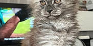 Ambre a rejoint le concours — aidez-le/la à gagner de superbes lots ! adult, angora, animal, cat, computerhardware, couch, electronics, entertainmentcenter, furniture, hardware, indoors, kitten, male, man, manx, monitor, person, pet, screen, tv