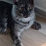 animal, cat, curious, cute, domestic, ears, eyes, feline, floor, fluffy, gray_cat, indoor, paw, pet, playful, plush_toy, resting, toy, whiskers, wooden_floor