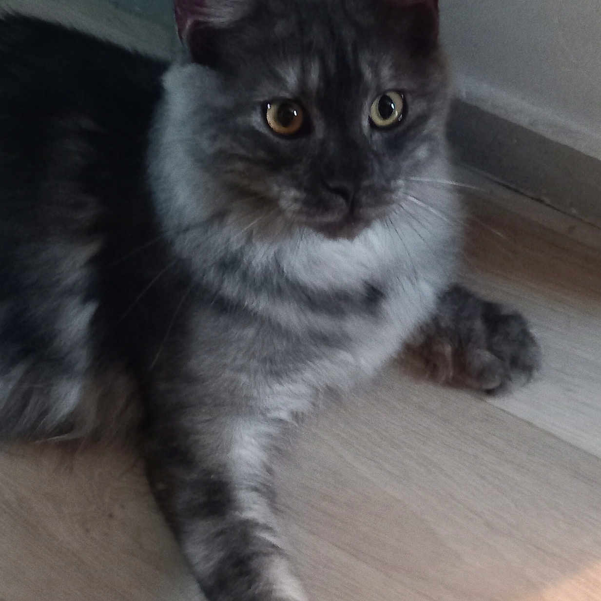 Ambre participe au concours pour gagner de l'argent avec cette photo : animal, cat, curious, cute, domestic, ears, eyes, feline, floor, fluffy, gray_cat, indoor, paw, pet, playful, plush_toy, resting, toy, whiskers, wooden_floor