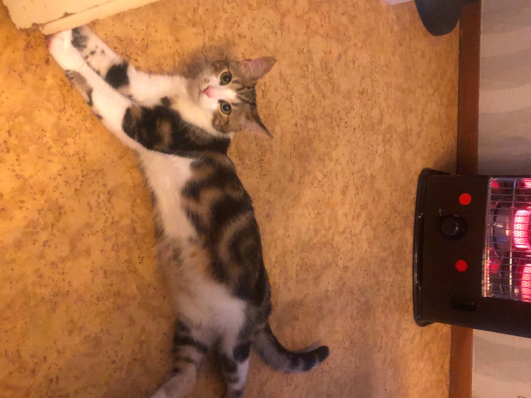 Opale a rejoint le concours — aidez-le/la à gagner de superbes lots ! audio_equipment, automotive_lighting, carnivore, cat, comfort, dog_breed, domestic_short_haired_cat, felidae, flooring, fur, gas, hardwood, mammal, paw, small_to_medium_sized_cats, snout, tail, terrestrial_animal, whiskers, wood