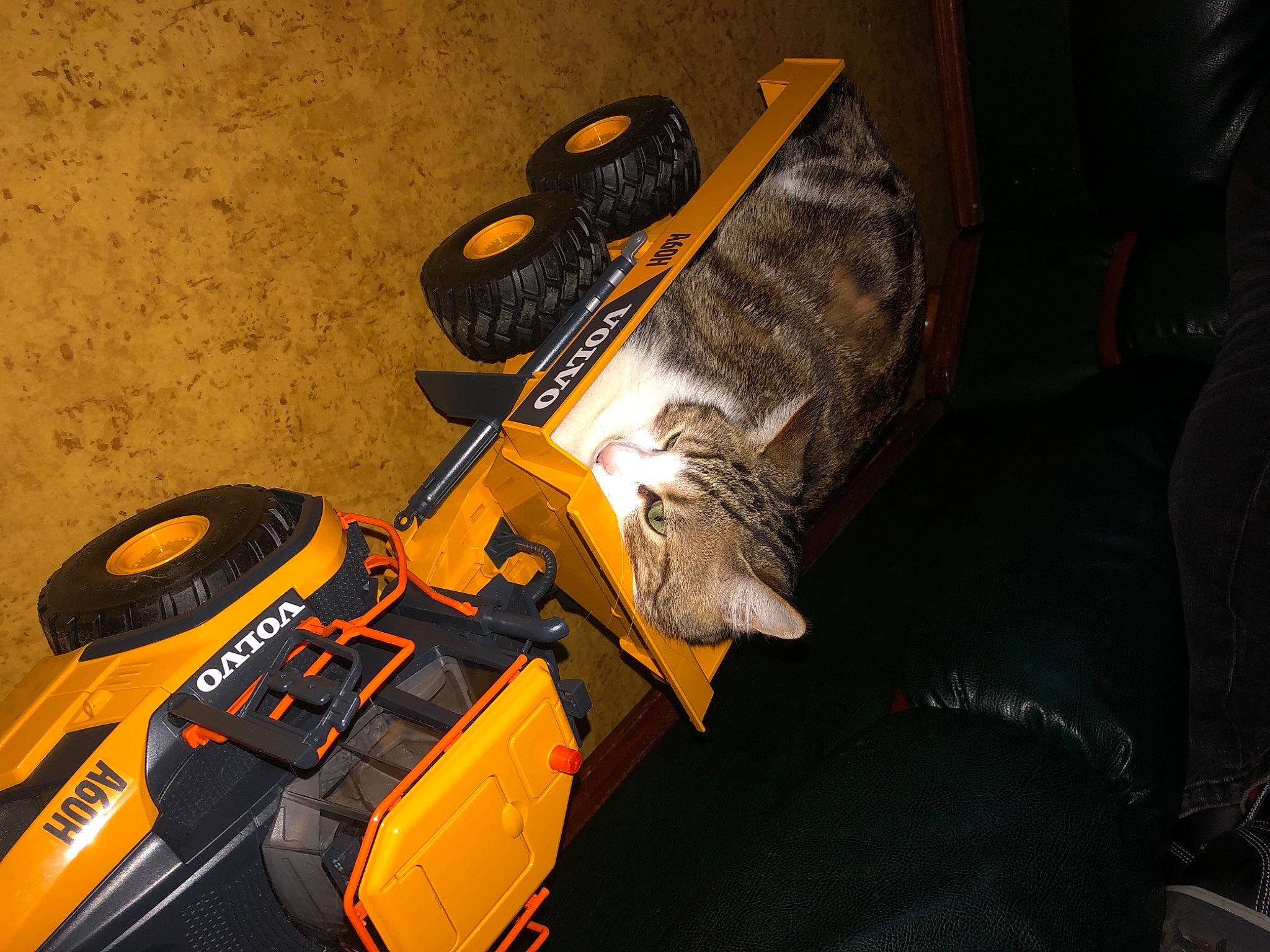 Opale participe au concours pour gagner de l'argent avec cette photo : automotive_design, automotive_exterior, automotive_lighting, automotive_tire, carnivore, fender, guitar, guitar_accessory, headlamp, motor_vehicle, musical_instrument, musical_instrument_accessory, musician, plant, plucked_string_instruments, string_instrument, string_instrument_accessory, tire, vehicle