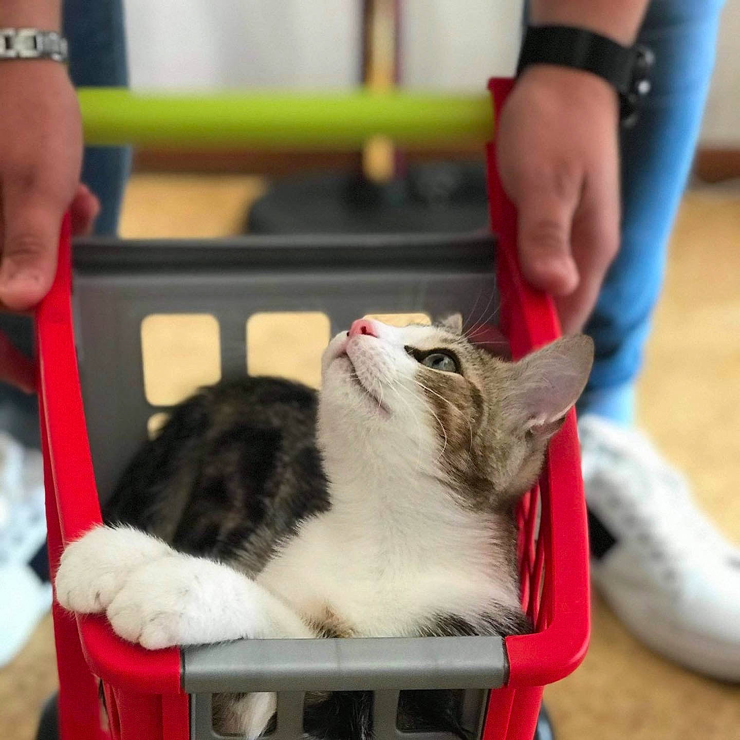 Opale participe au concours pour gagner de l'argent avec cette photo : canidae, carnivore, cat, cat_supply, companion_dog, domestic_short_haired_cat, fawn, felidae, fur, hamster, mammal, muroidea, pest, pet_supply, rodent, small_to_medium_sized_cats, snout, tail, watch, whiskers