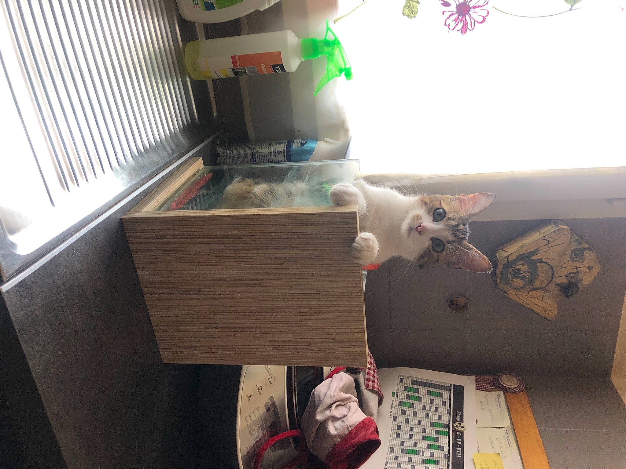 Opale a rejoint le concours — aidez-le/la à gagner de superbes lots ! art, audio_equipment, carmine, ceiling, flooring, hardwood, house, interior_design, linens, machine, room, shelving, toy, tree, visual_arts, wood