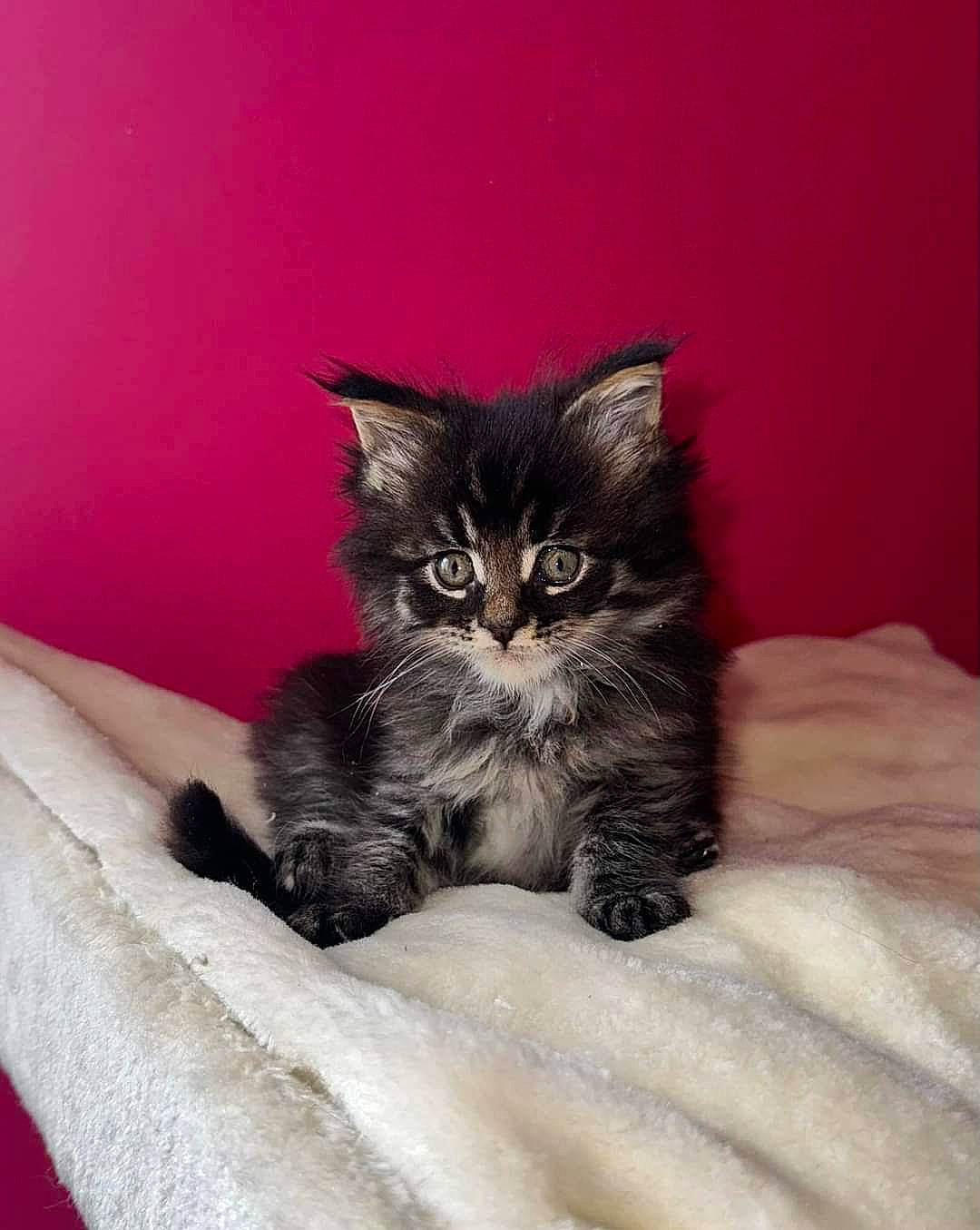 Ulan a rejoint le concours — aidez-le/la à gagner de superbes lots ! black_cat, carnivore, cat, claw, comfort, domestic_short_haired_cat, felidae, fur, grey, paw, plant, sitting, small_to_medium_sized_cats, snout, tail, terrestrial_animal, whiskers