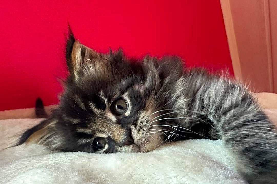 Ulan participe au concours pour gagner de l'argent avec cette photo : bed, black_cat, carnivore, cat, cat_bed, cat_supply, claw, comfort, couch, domestic_short_haired_cat, ear, felidae, fur, nap, paw, small_to_medium_sized_cats, snout, tail, whiskers, window