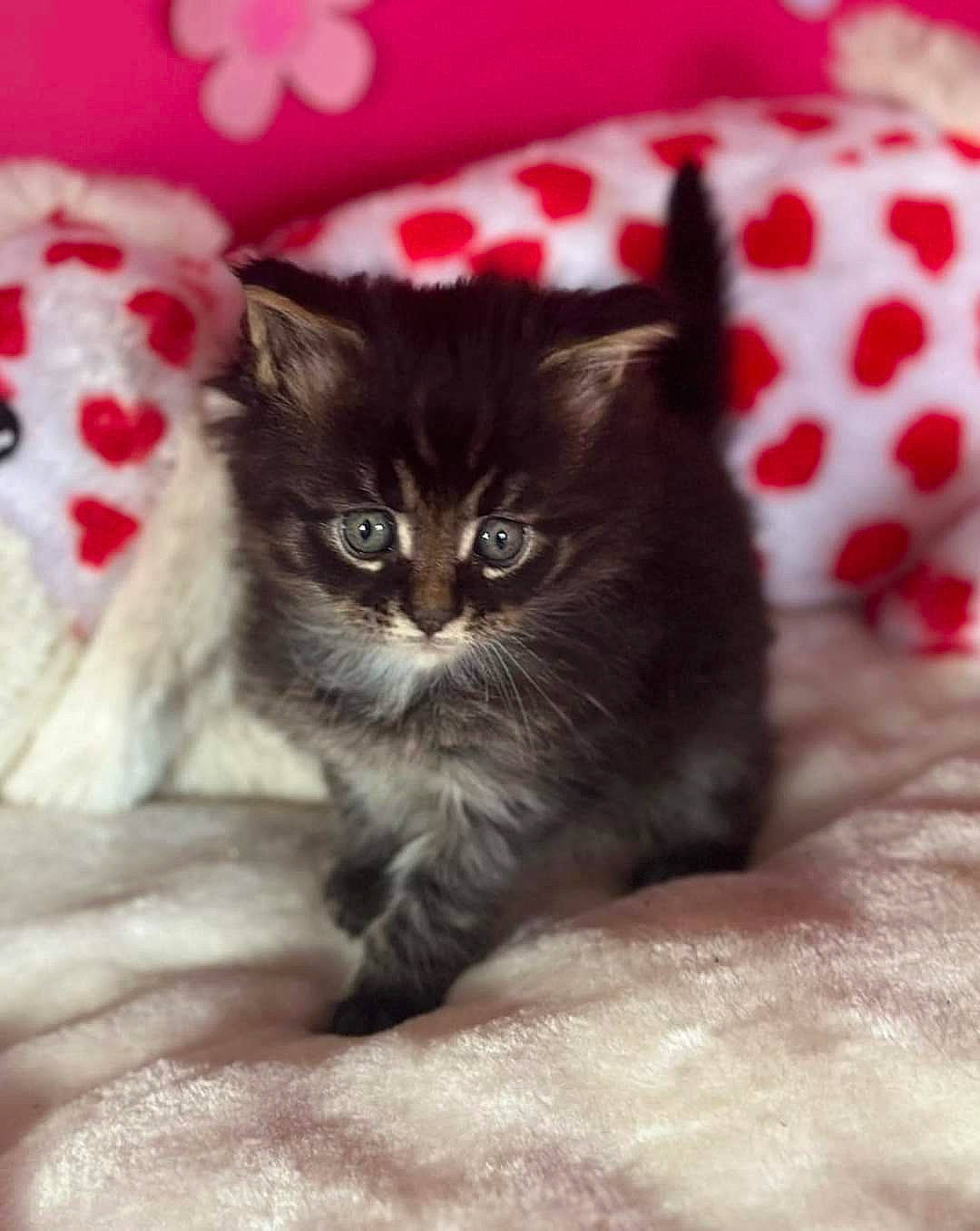 Ulan a rejoint le concours — aidez-le/la à gagner de superbes lots ! black_cat, carmine, carnivore, cat, cat_supply, claw, comfort, domestic_short_haired_cat, felidae, fur, pattern, paw, small_to_medium_sized_cats, snout, tail, whiskers